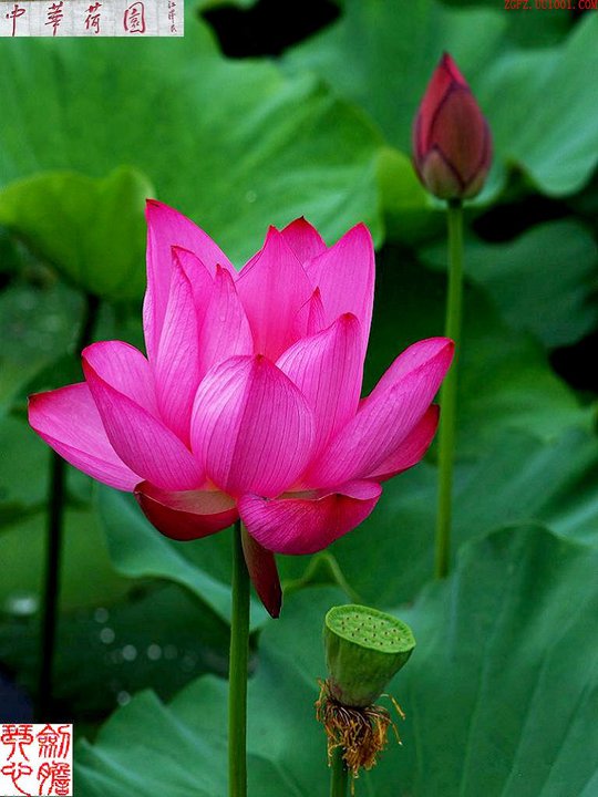 Tiểu Bộ Kinh - Kinh Tiểu Tụng - Kinh Điềm Lành (Mangala Sutta