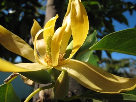 Thương Nhớ Hoàng Lan