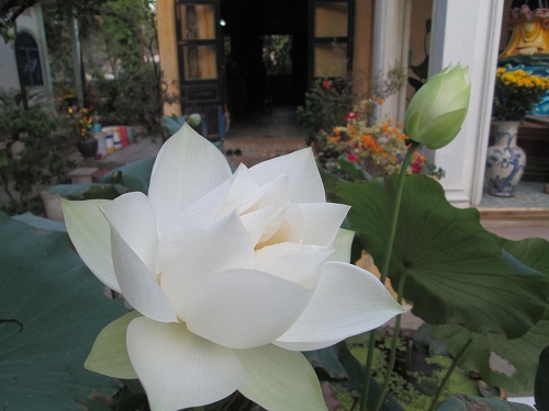 Hoa Sen Bên Núi Xưa