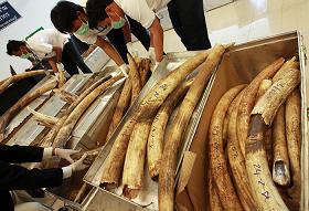 Tăng Đoàn Lãnh Đạo Thái Lan Cầu Nguyện Và Yêu Cầu Chấm Dứt Dùng Ngà Voi