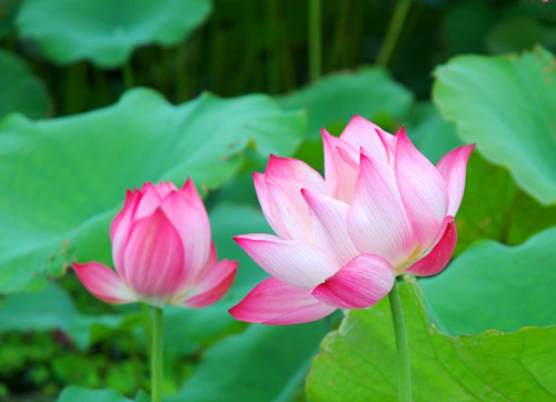 Phẩm Thứ Năm: Niệm Phật Phải Hành Trì Cho Thiết Thực