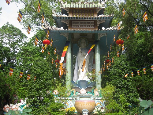 Hoa Sen Trong Nắng Mới