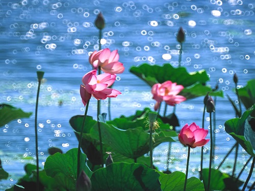 Ba Nghiệp Thanh Tịnh