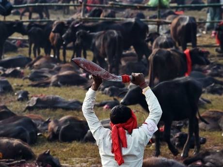 Thế Giới Lên Án Lễ Hội Thảm Sát Động Vật Tế Thần Kinh Hoàng Ở Nepal
