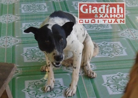 Chú Chó Ăn Chay Vào Ngày Rằm Cảm Hóa Gia Đình Nhà Chủ