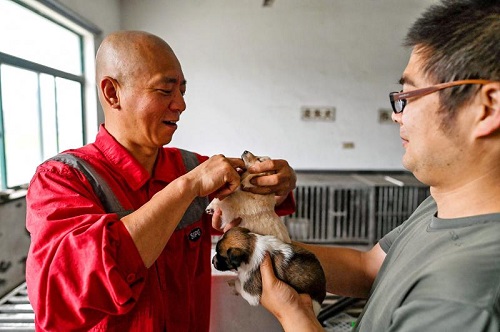 Một Nhà Sư Giải Cứu Và Chăm Sóc Hơn Tám Ngàn Con Chó Ở Thượng Hải 