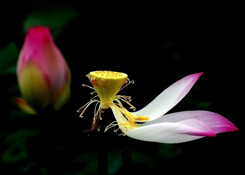 23. Pháp Giới Duy Tâm Tạo
