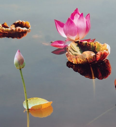 Hòn Sỏi, Bước Chân