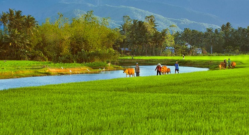 Quê Nhà Tuổi Thơ